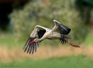 Weißstorch im Flug