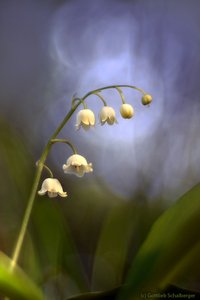 Der Mai ist (fast schon) gekommen