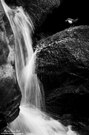 Wasseramsel