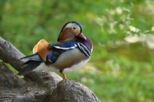 Mandarin Ente