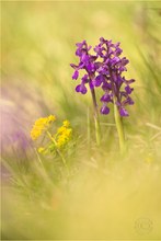 Kleines Knabenkraut III (Anacamptis morio)