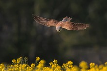 Sturzflug am Rapsfeld