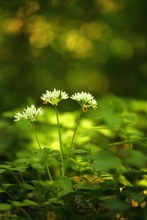 Im dunklen Wald ein Leuchten