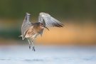 Regenbrachvogel beim Baden