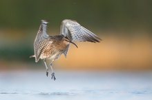 Regenbrachvogel beim Baden