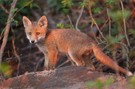 Glücksmomente abends am Fuchsbau