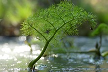 Großer Wasserfenchel