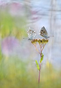 Ein Sommertag ...,