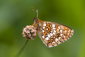 Baldrian Scheckenfalter
