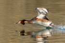 Haubentaucher,(Podiceps cristatus)