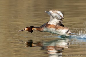 Haubentaucher,(Podiceps cristatus)