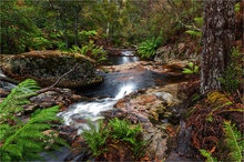 Blue Tier Forest