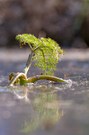 Großer Wasserfenchel