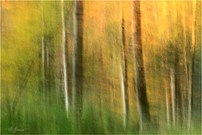 Licht im Wald