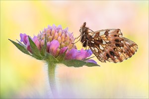 Magerrasen-Perlmutterfalter (Boloria dia)