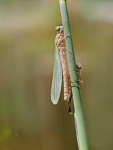 eine frisch geschlüpfte frühe Adonislibelle