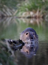 Nutria