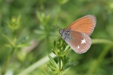 Das Rotbraune Wiesenvögelchen