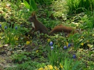 Eichhörnchen im Blumenbeet