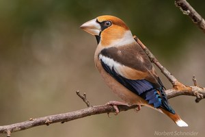 Kernbeißer (Coccothraustes Coccothraustes) Männchen