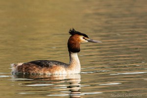 Haubentaucher,(Podiceps cristatus)