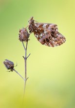 Magerrasen-Perlmuttfalter (Boloria dia)