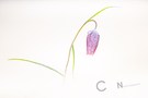 Frostige Zeiten - Schachblume (Fritillaria meleagris)