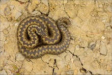 Vipera Berus