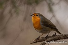 Rotkehlchen (Erithacus rubecula)