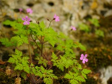 Stinkender Stochschnabel