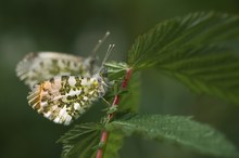 Gemischtes Doppel