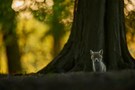 Im großen dunklen Wald