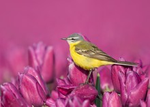 Die Schafstelze auf den Tulpen