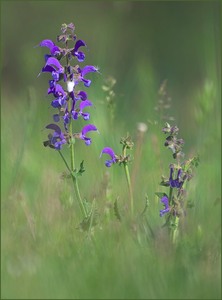 *Wiesensalbei*