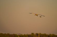 Storch mit Flügelmann