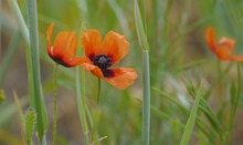 Seltener Sandmohn