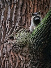 Hoch oben im Baum