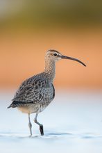 Regenbrachvogel