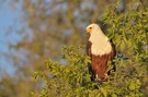 Schreiseeadler