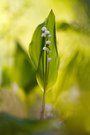 Convallaria majalis