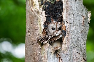 Große Augen