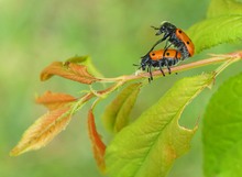 Blattkäfer (Lachnaia tristigma)