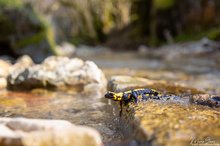 Feuersalamander in der Totalen