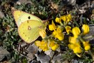 Artenkomplex Colias hyale/alfacariensis