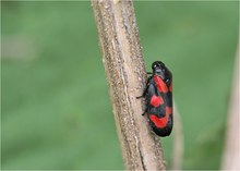 Gemeine Blutzikade (Cercopis vulnerata)