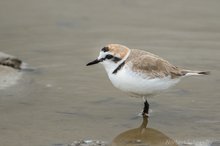 Seeregenpfeifer,Charadrius alexandrinus