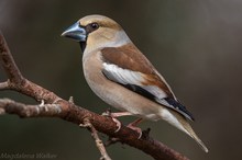 Kernbeißer (Coccothraustes coccothraustes) Weibchen