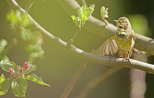 Fitis nass  im Apfelbaum. Der schwarze Btrustfleck: Nässe vom Badeteich...