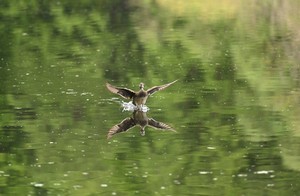 Der Landeanflug