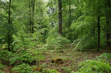 Waldbild (Sony Alpha 7II)